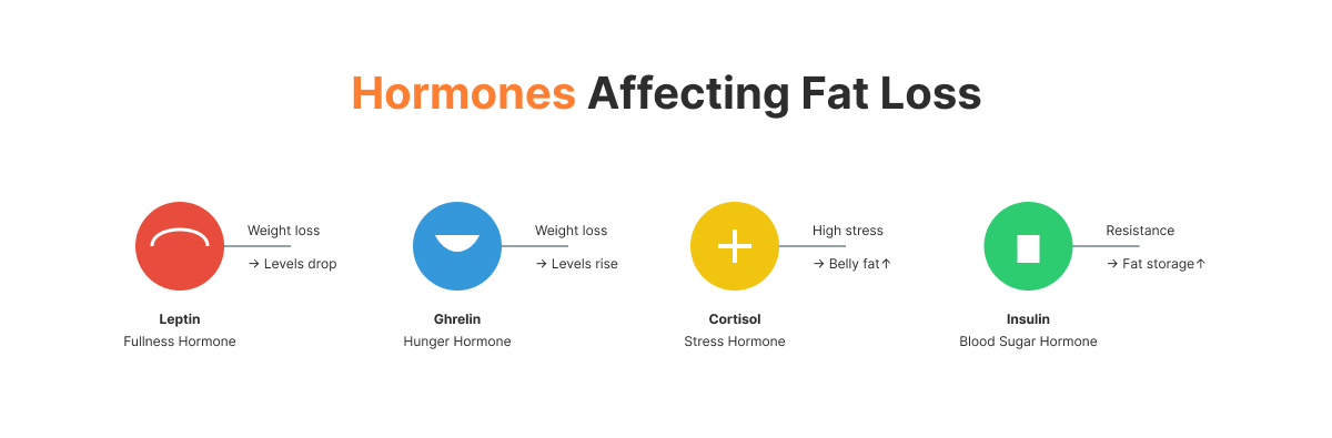 Hormones-Affecting-Fat-Loss
